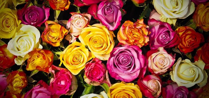 roses-1229148_640